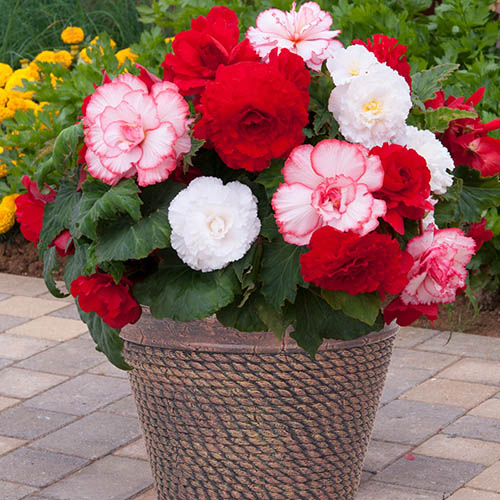 Begonia Majestic Romance Mix Begonia Majestic Romance Mix