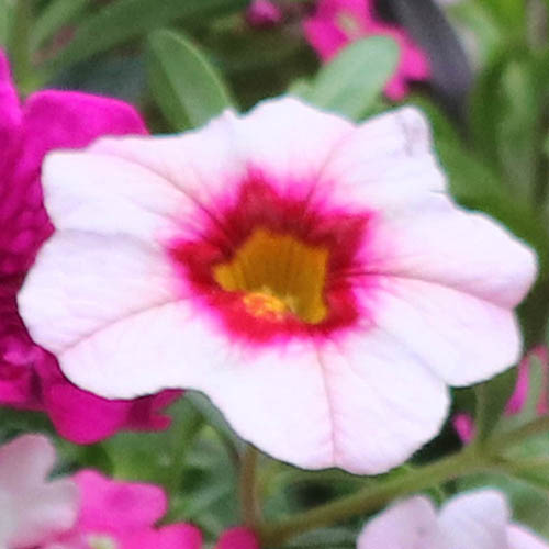 Eton Mess Bedding Mix Eton Mess Bedding Mix