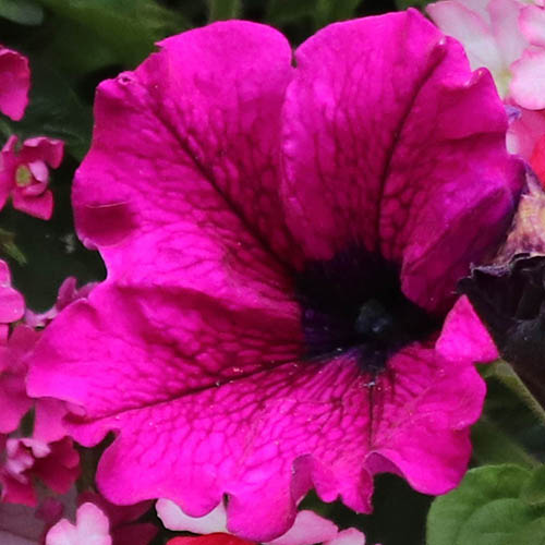 Eton Mess Bedding Mix Eton Mess Bedding Mix