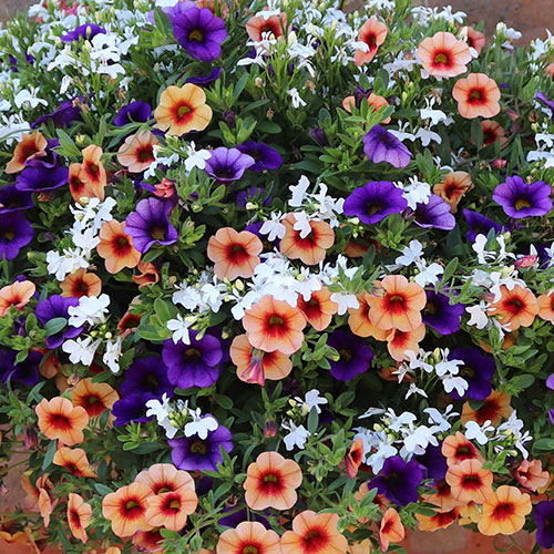 Fruit Salad Bedding Mix