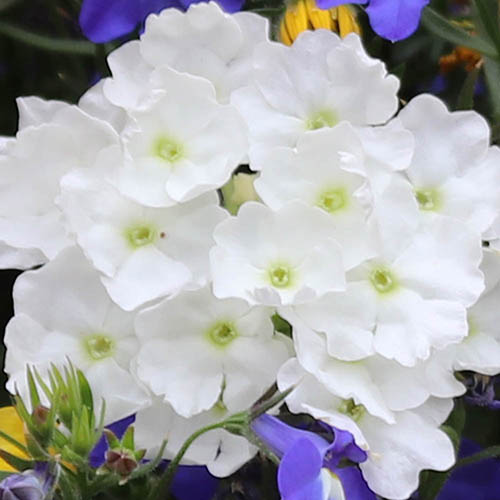 Sherbet Lemon Bedding Mix Sherbet Lemon Bedding Mix