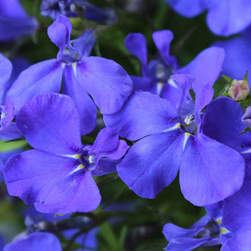 Sherbet Lemon Bedding Mix Sherbet Lemon Bedding Mix