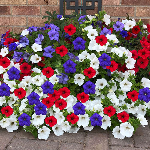 Petunia Patriotic Mix Petunia Patriotic Mix