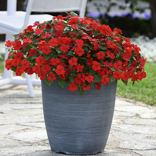 Busy Lizzie Beacon Busy Lizzie Beacon