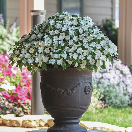 Busy Lizzie Beacon Busy Lizzie Beacon