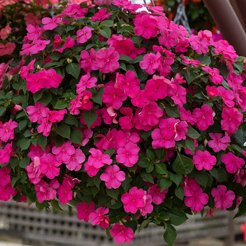 Busy Lizzie Beacon Busy Lizzie Beacon