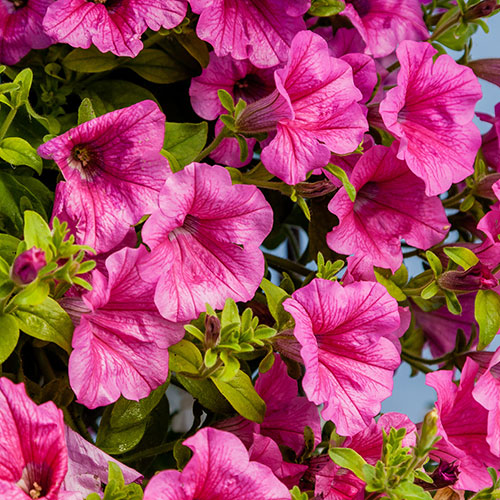 Surfinia Petunia Collection Surfinia Petunia Collection