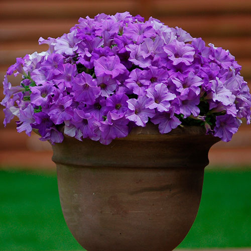 Surfinia Petunia Collection Surfinia Petunia Collection