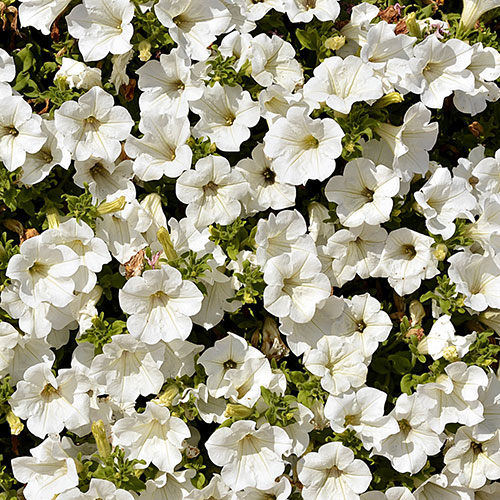 Surfinia Petunia Collection Surfinia Petunia Collection