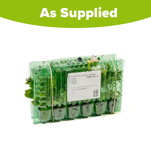 Surfinia Petunia Collection Surfinia Petunia Collection