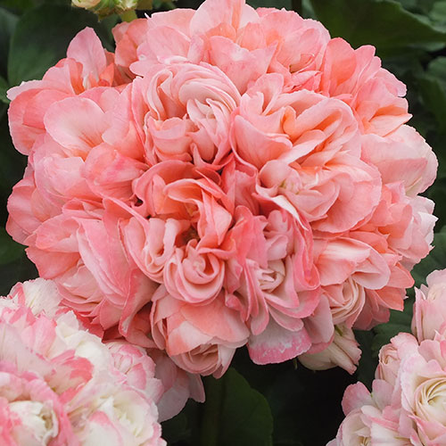 Geranium Appleblossom Rosebud Geranium Appleblossom Rosebud