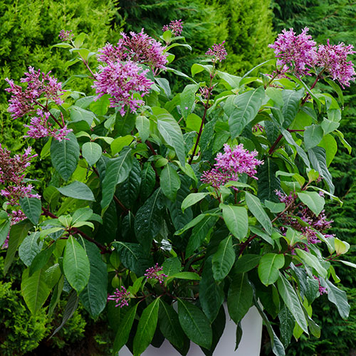 Fuchsia arborescens Fuchsia arborescens