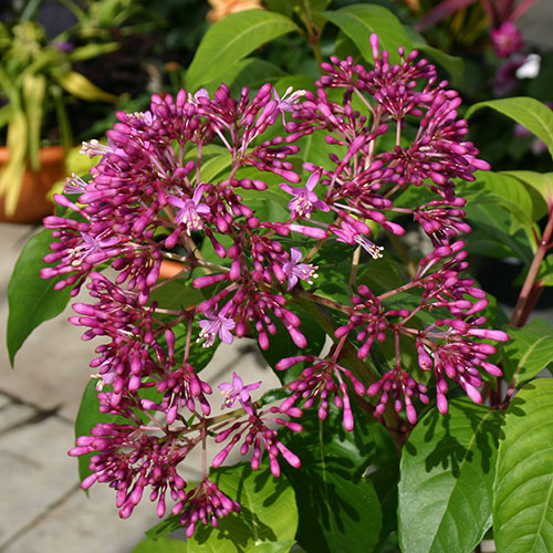 Fuchsia arborescens Fuchsia arborescens