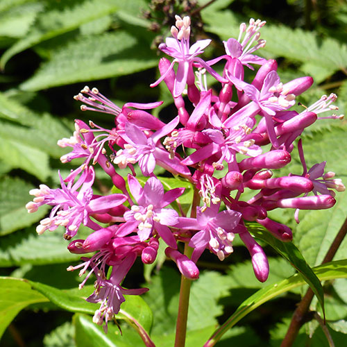Fuchsia arborescens Fuchsia arborescens