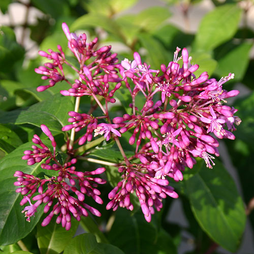 Fuchsia arborescens Fuchsia arborescens