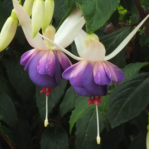 Complete Winter Hardy Fuchsia Plug Collection Complete Winter Hardy Fuchsia Plug Collection