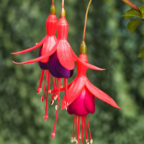 Complete Winter Hardy Fuchsia Plug Collection Complete Winter Hardy Fuchsia Plug Collection
