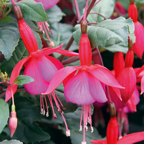 Complete Winter Hardy Fuchsia Plug Collection Complete Winter Hardy Fuchsia Plug Collection