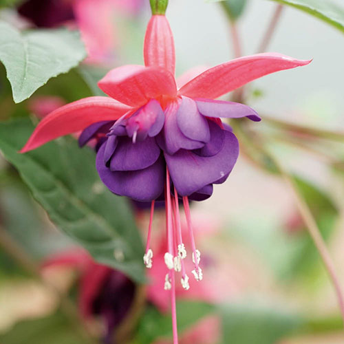 Complete Winter Hardy Fuchsia Plug Collection Complete Winter Hardy Fuchsia Plug Collection