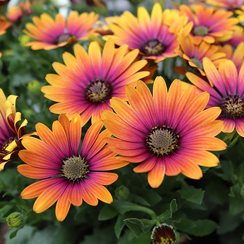African Daisy Osteospermum Purple Sun African Daisy Osteospermum Purple Sun