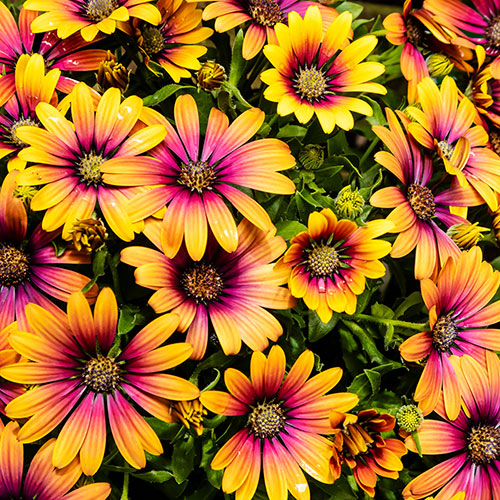 African Daisy Osteospermum Purple Sun African Daisy Osteospermum Purple Sun