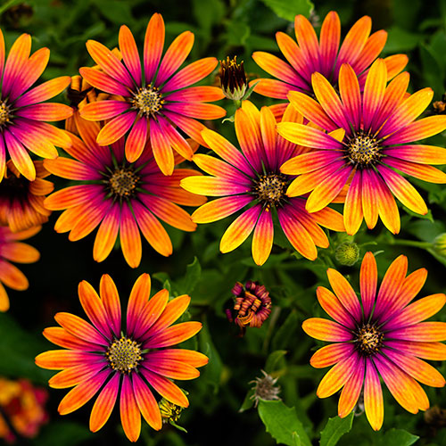 African Daisy Osteospermum Purple Sun African Daisy Osteospermum Purple Sun