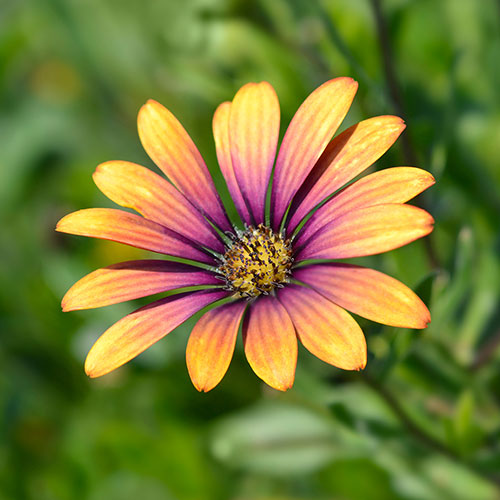 African Daisy Osteospermum Purple Sun African Daisy Osteospermum Purple Sun