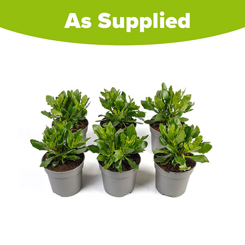 African Daisy Osteospermum Purple Sun African Daisy Osteospermum Purple Sun