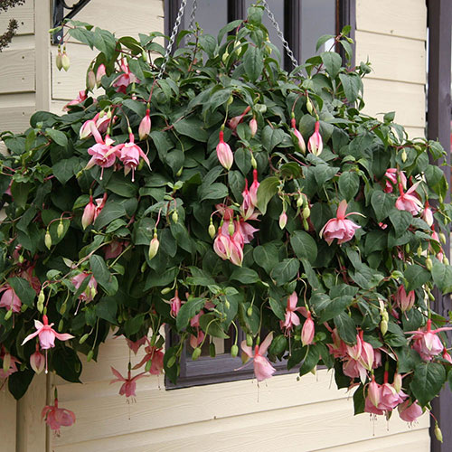 Fuchsia Julie Horton Fuchsia Julie Horton