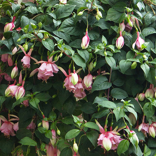 Fuchsia Julie Horton Fuchsia Julie Horton