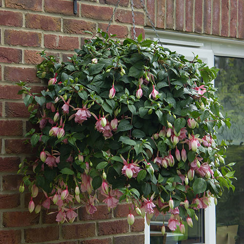 Fuchsia Julie Horton Fuchsia Julie Horton