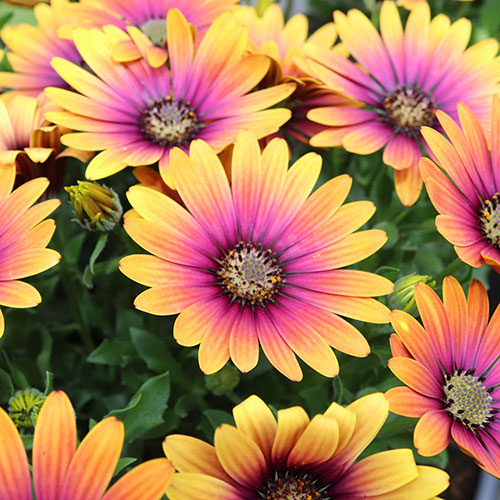 Osteospermum Purple Sun Osteospermum Purple Sun
