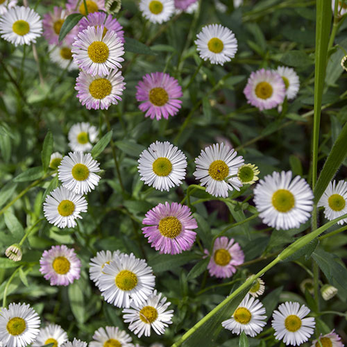 Erigeron Sea of Blossom Erigeron Sea of Blossom