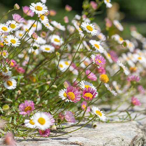 Erigeron Sea of Blossom Erigeron Sea of Blossom
