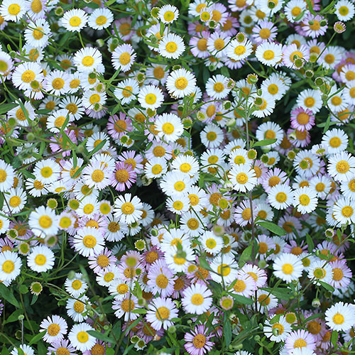Erigeron Sea of Blossom Erigeron Sea of Blossom