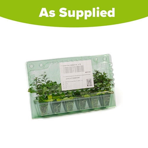 Erigeron Sea of Blossom Erigeron Sea of Blossom