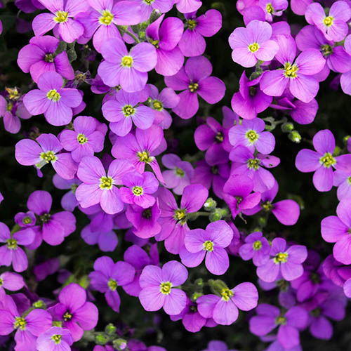 Aubrieta Royal Mix Aubrieta Royal Mix