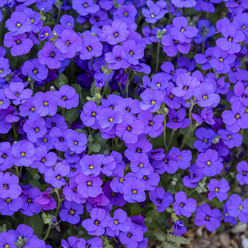 Aubrieta Royal Mix Aubrieta Royal Mix