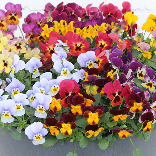 Viola Valentino Viola Valentino