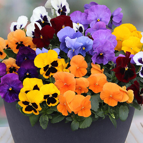 Pansy Colourburst Pansy Colourburst