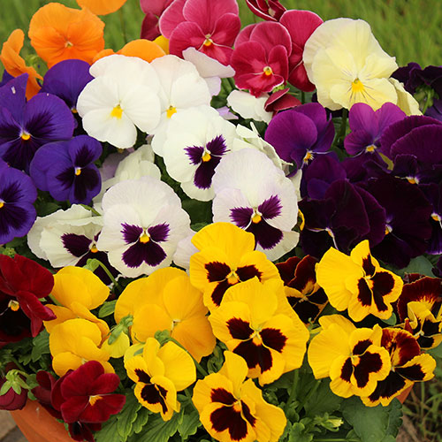 Pansy Grande Fragrance Pansy Grande Fragrance