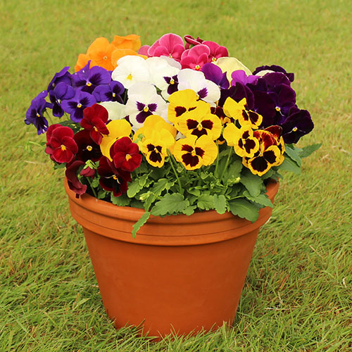 Pansy Grande Fragrance Pansy Grande Fragrance