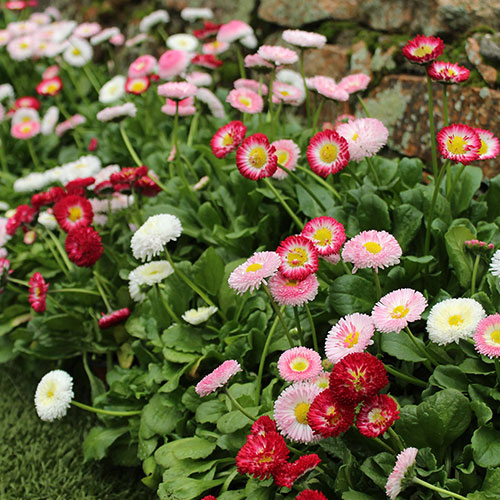 Bellis Belle Bellis Belle