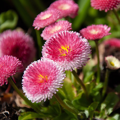 Bellis Belle Bellis Belle