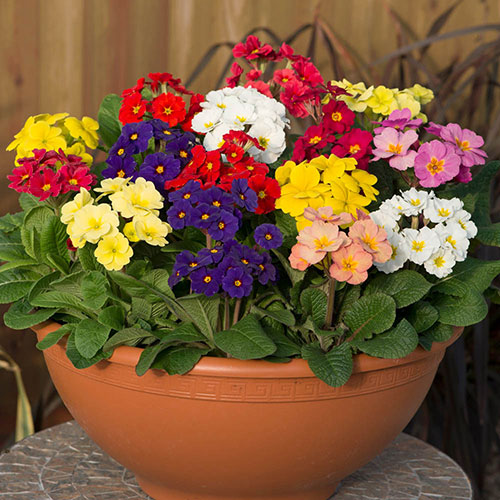 Polyanthus High Seas Mix Polyanthus High Seas Mix
