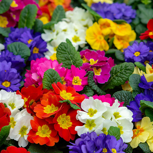 Primrose Harlequin Primrose Harlequin