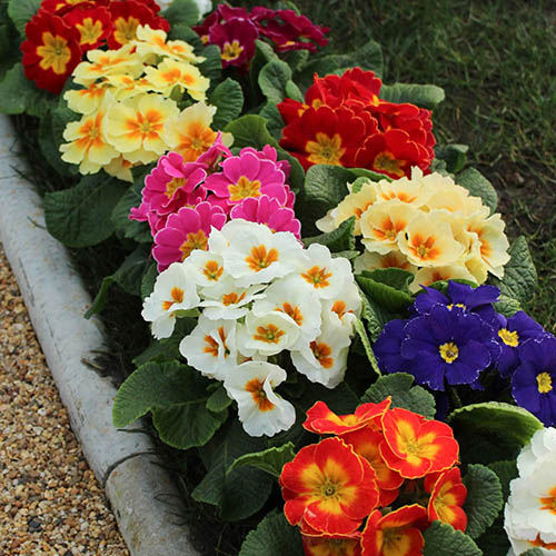 Primrose Rainbow Primrose Rainbow