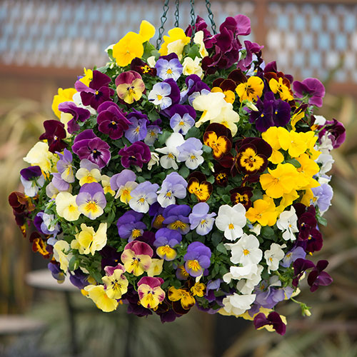 Pansy Cascadia XL Trailing Pansy Cascadia XL Trailing