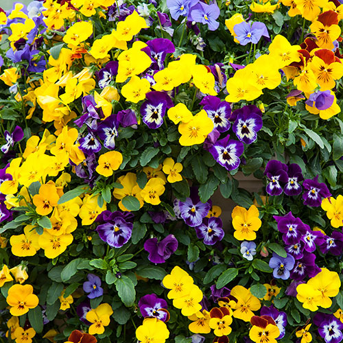 Pansy Cascadia XL Trailing Pansy Cascadia XL Trailing