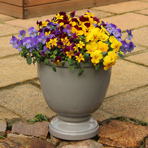 Pansy Cascadia XL Trailing Pansy Cascadia XL Trailing